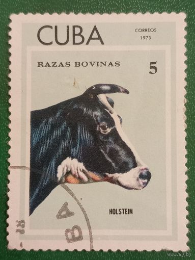 Куба 1973. Фауна. Домашний скот. Holstein