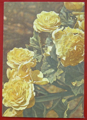 Бегония Клубневая. Подписанная. 1976 года. Фото Френкеля. 757.