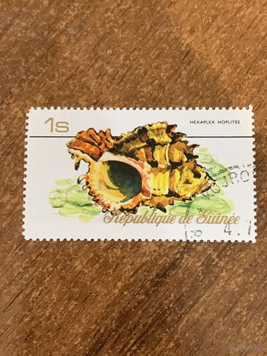 Гвинея 1977. Ракушки. Hexaplex hopliters. Марка из серии
