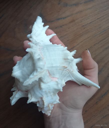 Ракушка Мурекс ветвистый большой.