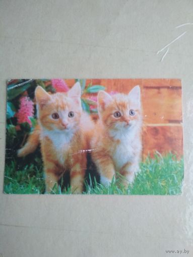 Карманный календарик. Кошки . 1996 год