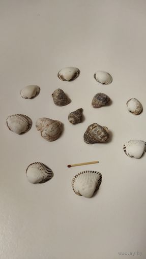 Ракушки морские.