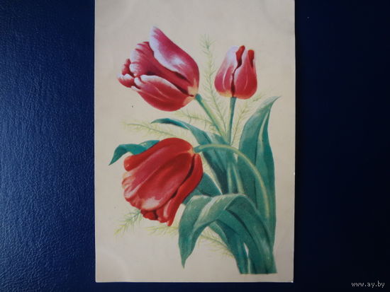 Тюльпаны.  1962 г.