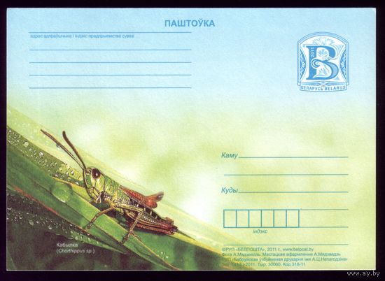 2011 год Кобыла