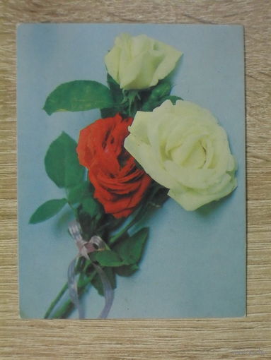 ЧИСТАЯ МИНИ ОТКРЫТКА СССР. ПОЗДРАВЛЯЮ. фото Е. САВАЛОВА. 1986 год.