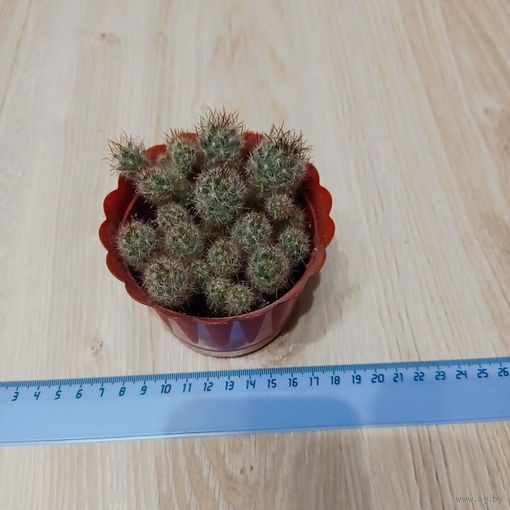 Кактус Маммиллярия