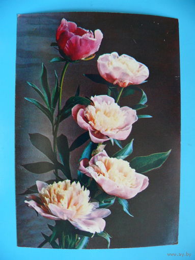 Фото Костенко Г., Пионы, 1981, чистая.