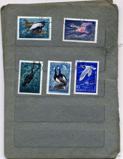 СССР, 1972,  ПЕРНАТЫЕ - ОБИТАТЕЛИ МОРЕЙ И ОКЕАНОВ  серия 5м