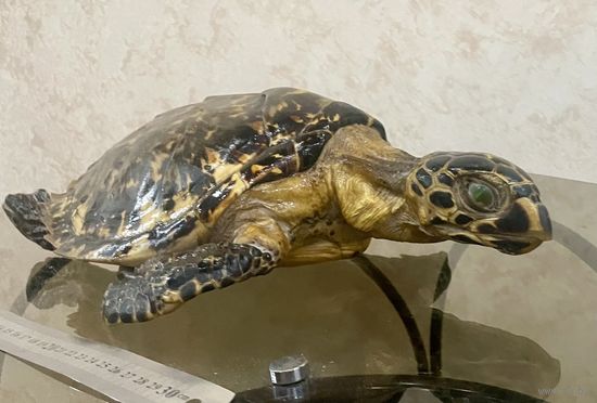 Чучело черепаха морская