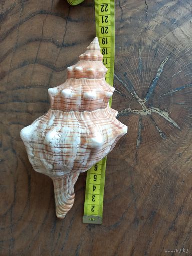 Ракушка "Плеуроплока трапезиум" большая морская.