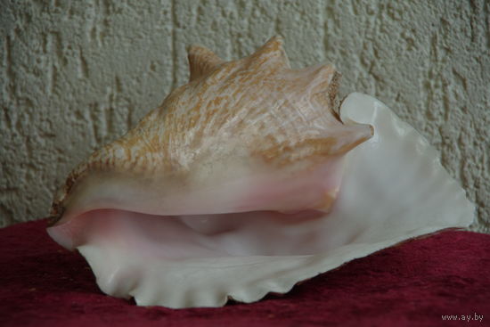 Морская раковина   ( 18 х  21 см )