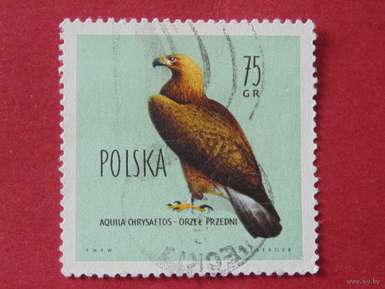 Польша 1960 г. Птицы. Беркут.