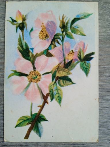 1949. Коротков. Цветы. Госгеолиздат
