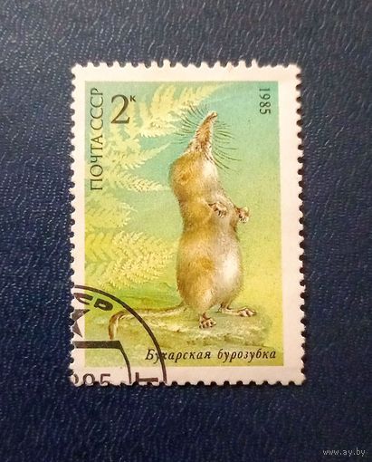 Бухарская бурозубка