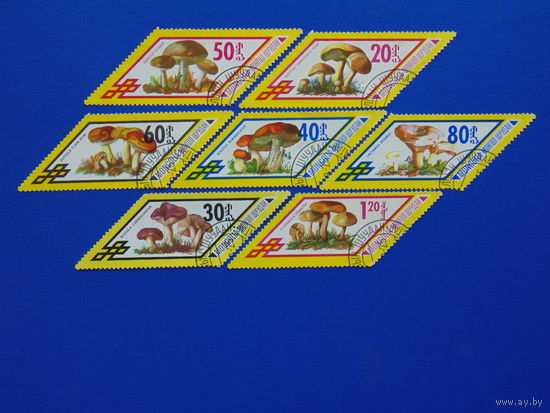 Монголия. Грибы.