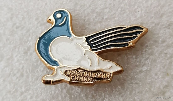 Голубь. Урюпинский синий. Птицы. Фауна. Животные #0217-UP04