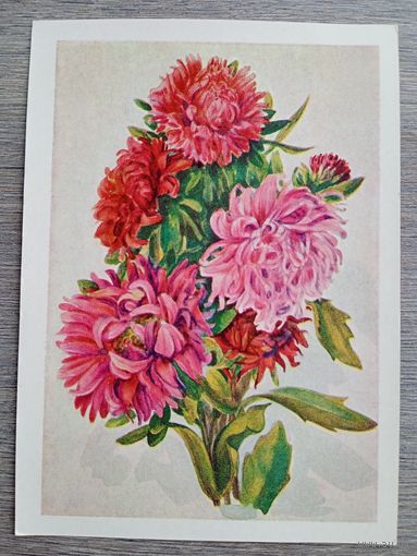 1954. Морозова. Астры