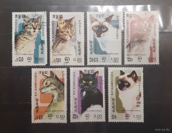 Камбоджа. Фауна. Кошки (742)