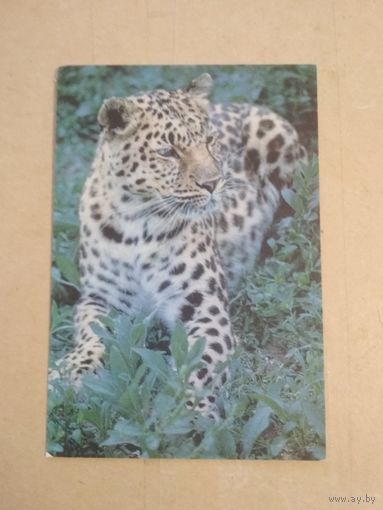 Карманный календарик. Леопард.1993 год
