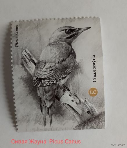 Купон, Птицы