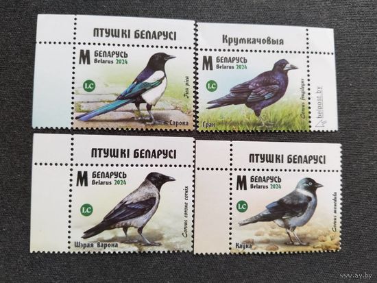 Беларусь 2024 4 м     птицы.
