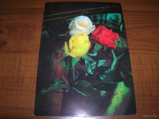 Цветы Розы Болгария чистая