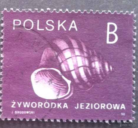 Польша 1990 стандар морская раковина фауна