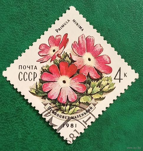 СССР 1981. Первоцвет маленький