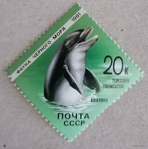 Фауна Чёрного моря.