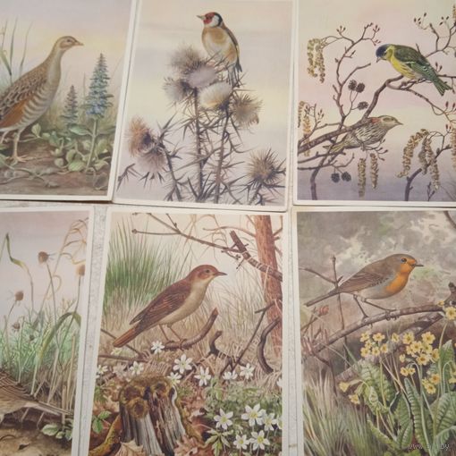 Лот старых открыток.