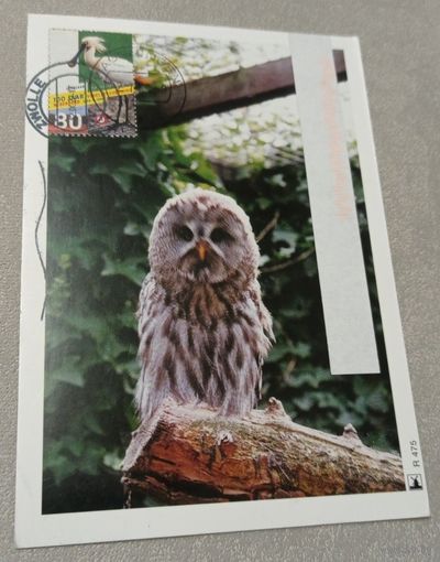 Посткроссинг. Открытка из Нидерландов: неясыть  (10х15). Прошла почту. Художественные марки, чёткий штемпель.