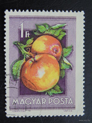 Венгрия. Яблоки.