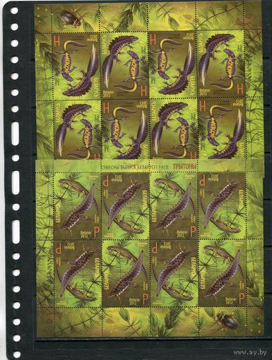 Беларусь 2012. Фауна. Тритоны. Два малых листа