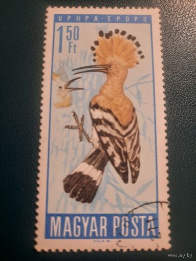 Венгрия 1966. Фауна. Птицы. Удот. Марка из серии