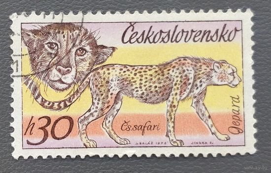 Чехословакия.1976.Африканские животные, гепард (1 марка)