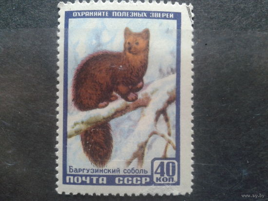 1957,Баргузинский соболь