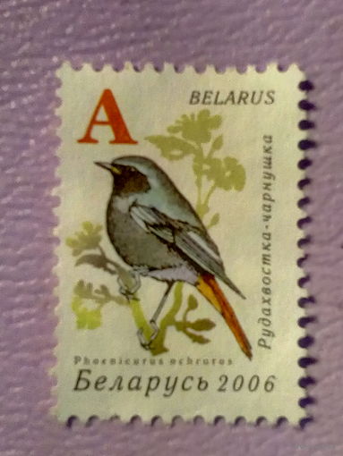Марка. Беларусь. Рудахвостка-чарнушка(phoenicurus ochruros). Серия: фауна(А) 2006 г.