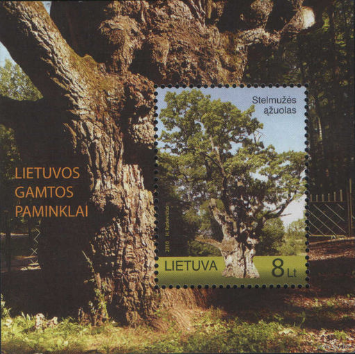 Блок Литвы. Стелмужский дуб