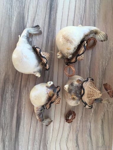 Чучело рыбы Фугу(Fugu)