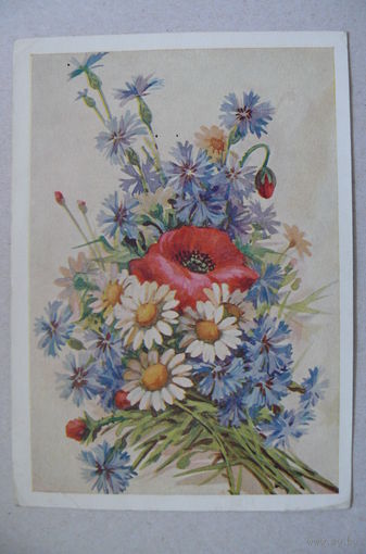 Домащенко М., Ромашки, маки и васильки; 1955, подписана.