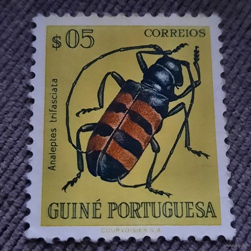 Гвинея. Португальская колония. Жуки. Analeptes trifasciata
