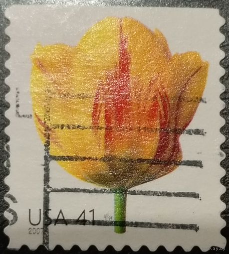 США 2007. Флора. Тюльпан
