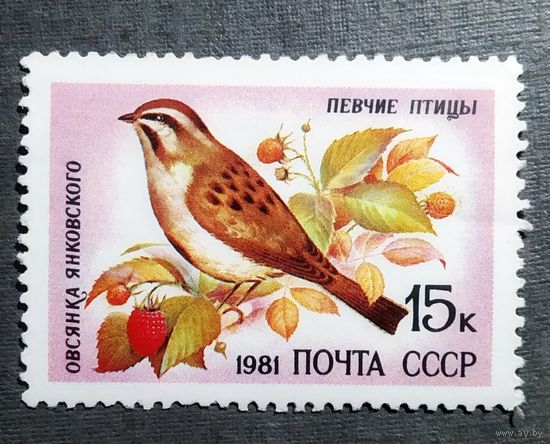 Марка СССР 1981 год Птицы