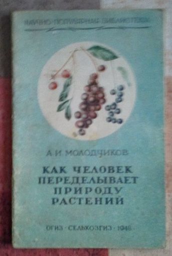 Молодчиков А. И. Как человек переделывает природу растений. (Научно-популярная библиотека) М. Огиз - Сельхозгиз 1948г. 40 с. Мягкий переплет, Обычный формат.