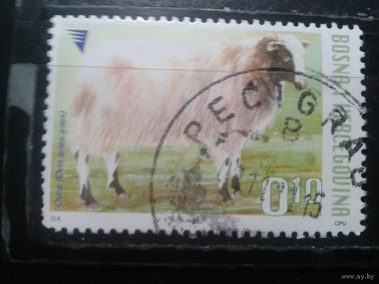 Босния и Герцеговина, 2007. Овца