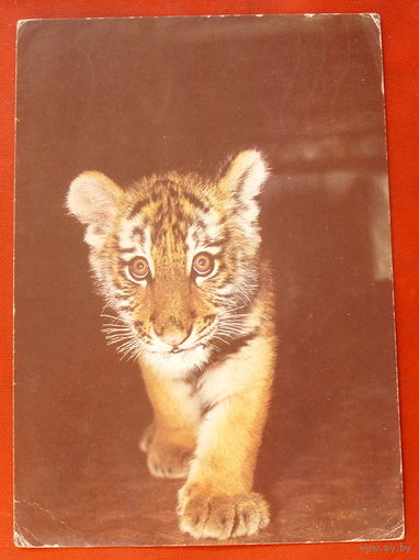 Амурский тигрёнок. Чистая. 1984 года. Фото Бавыкина. 435.