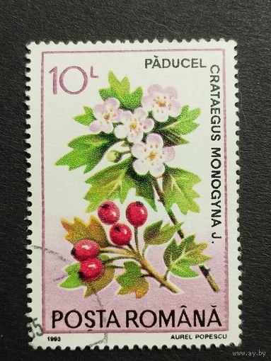 Румыния 1993. Лекарственные растения