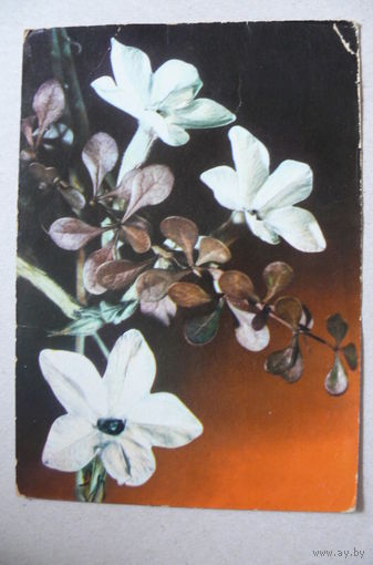 Цветы; 1966, подписана (ГДР).