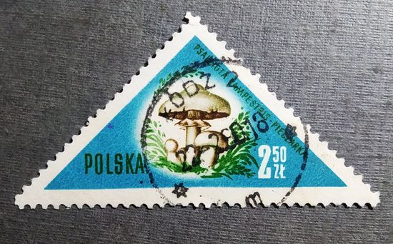 Марка Польша 1959 год Грибы