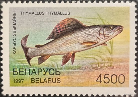 Беларусь 1997. Хариус обычный. Марка из серии